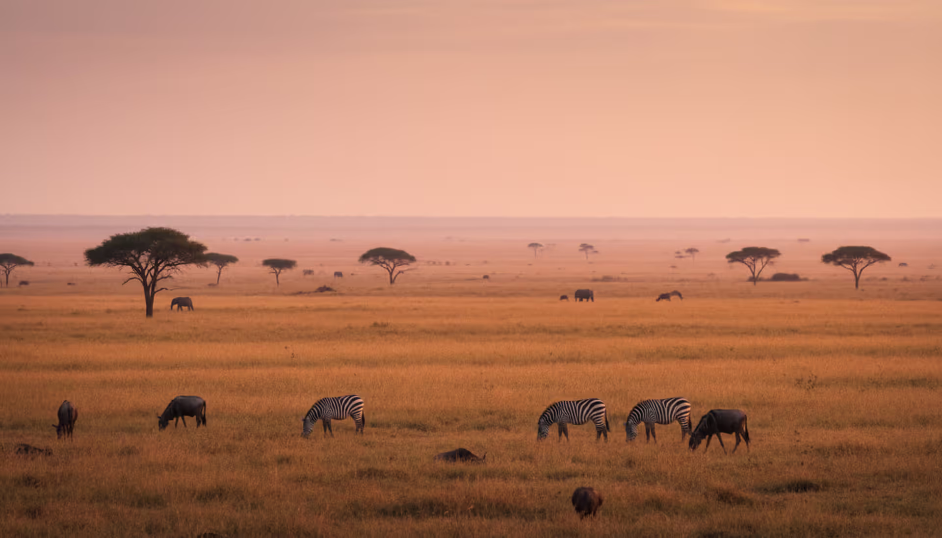 Panoramic sunrise view of Masai Mara savanna with zebras and wildebeest grazing among acacia trees under golden-pink sky