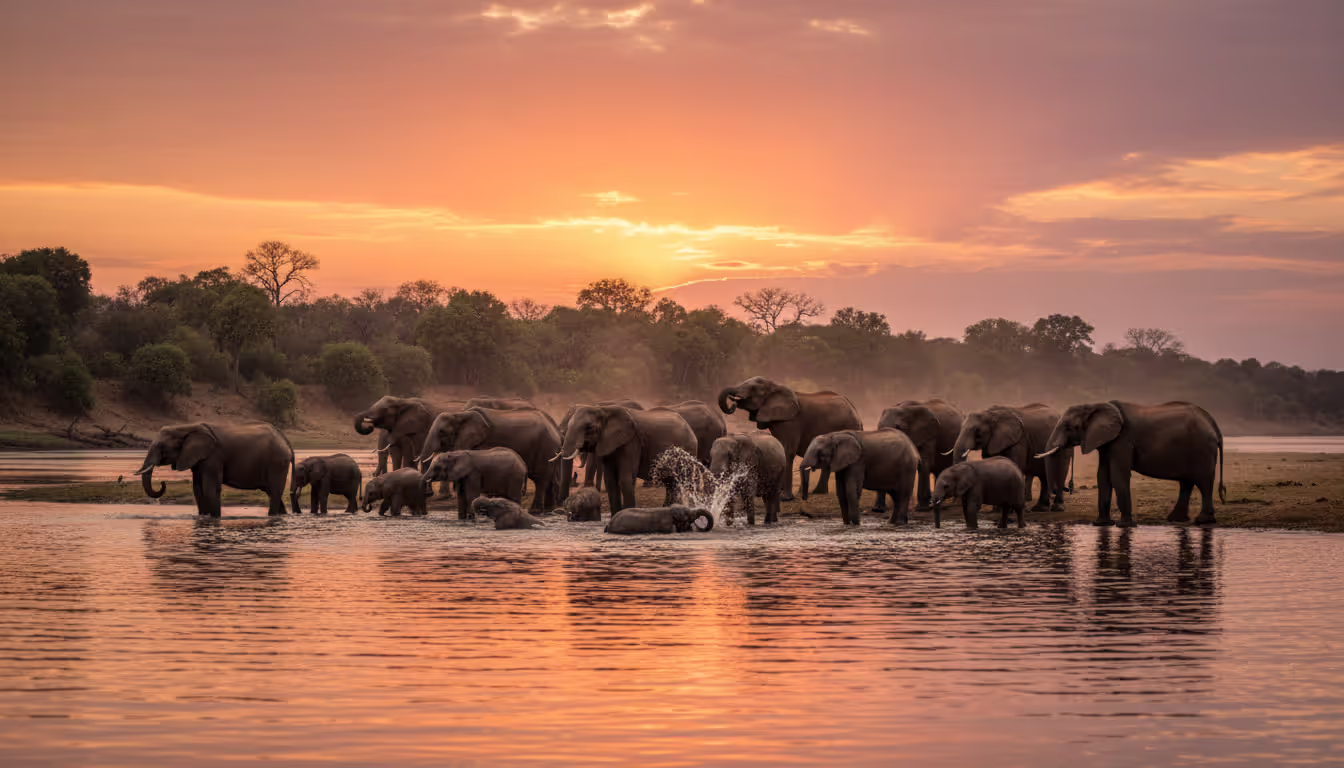 Large herd of elephants with calves drinking and bathing at the Chobe River bank at sunset with warm orange sky reflections on the water