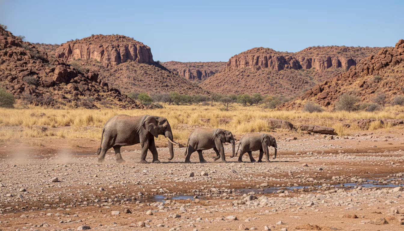 Three desert-adapted elephants walking through a dry rocky riverbed in Damaraland Namibia with rugged plateau landscape