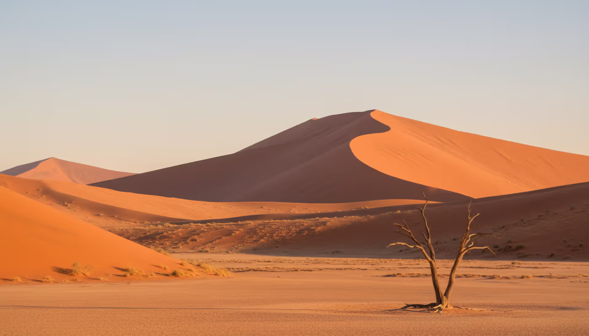 Panoramic sunrise view of towering orange sand dunes in the Namib Desert with a lone dead tree in the foreground and clear blue sky